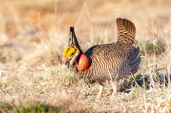 AFR Stands with AG Drummond on Lesser Prairie Chicken Suit